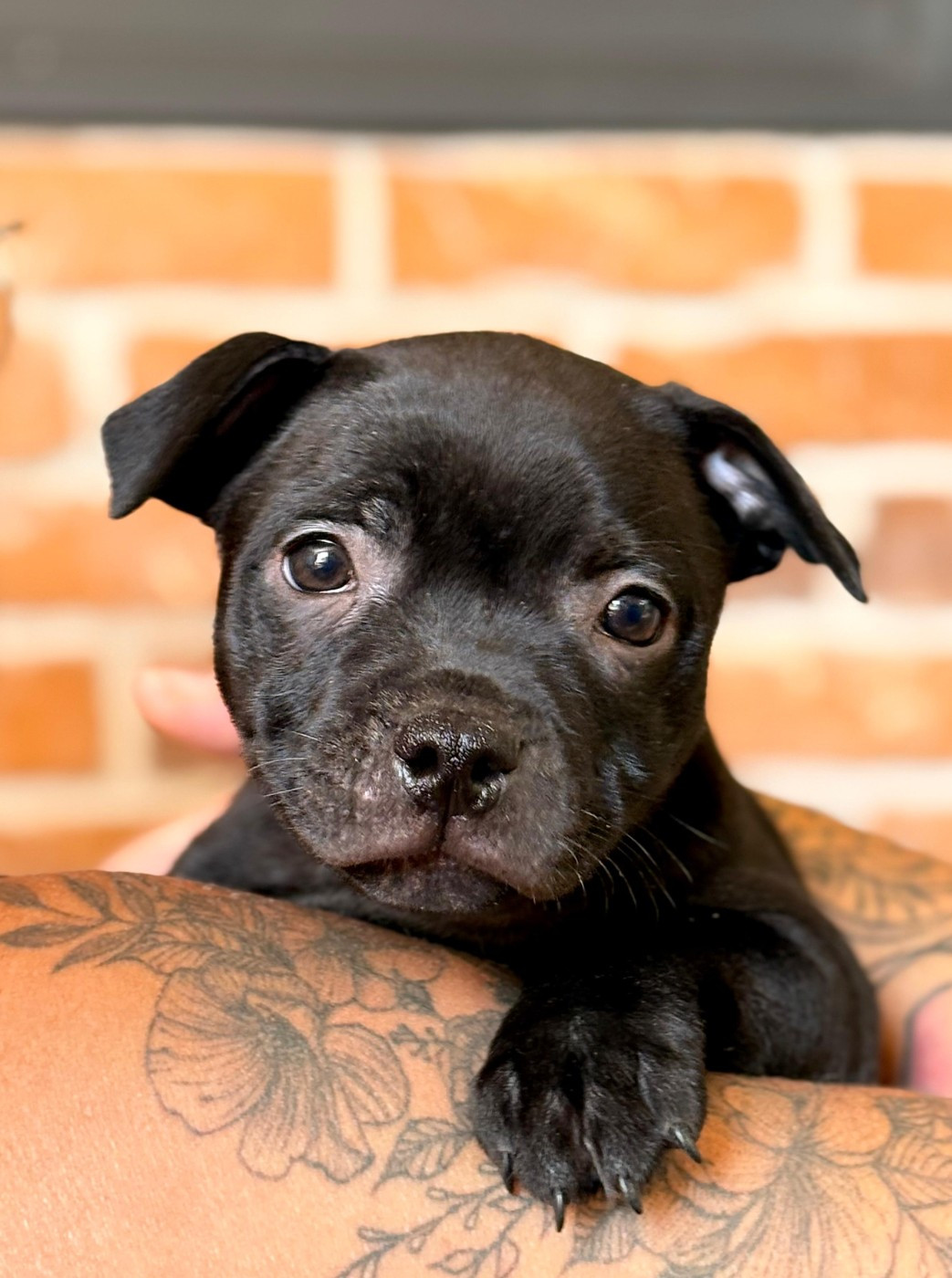 Des Gones D'Anubis - Chiots disponibles - Staffordshire Bull Terrier